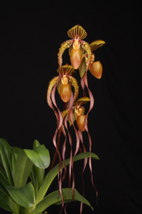 Paph. Angel Hair SVO